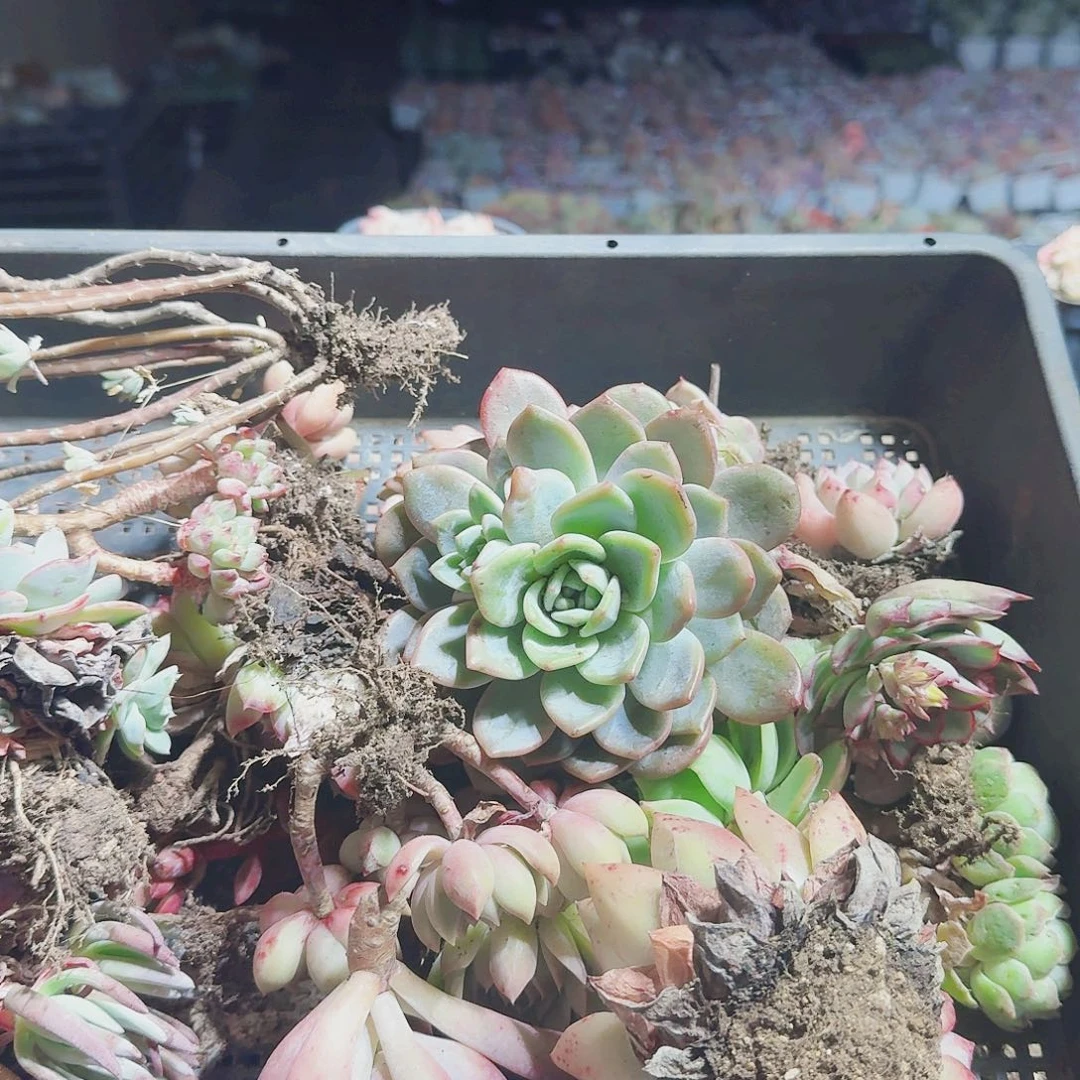 幸**棚满20包邮零下拍保温箱94号筐无售后