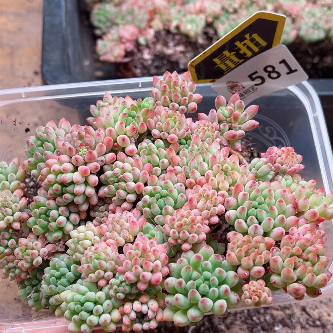 多肉植物多肉植物