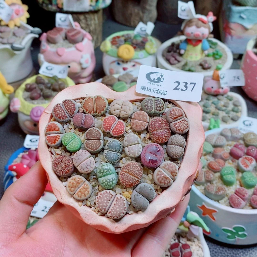 张***火生石花花花花花花237