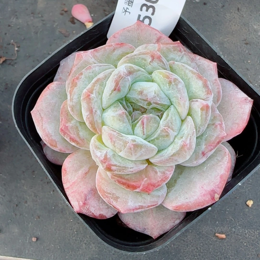 海梦石化，5305多肉植物