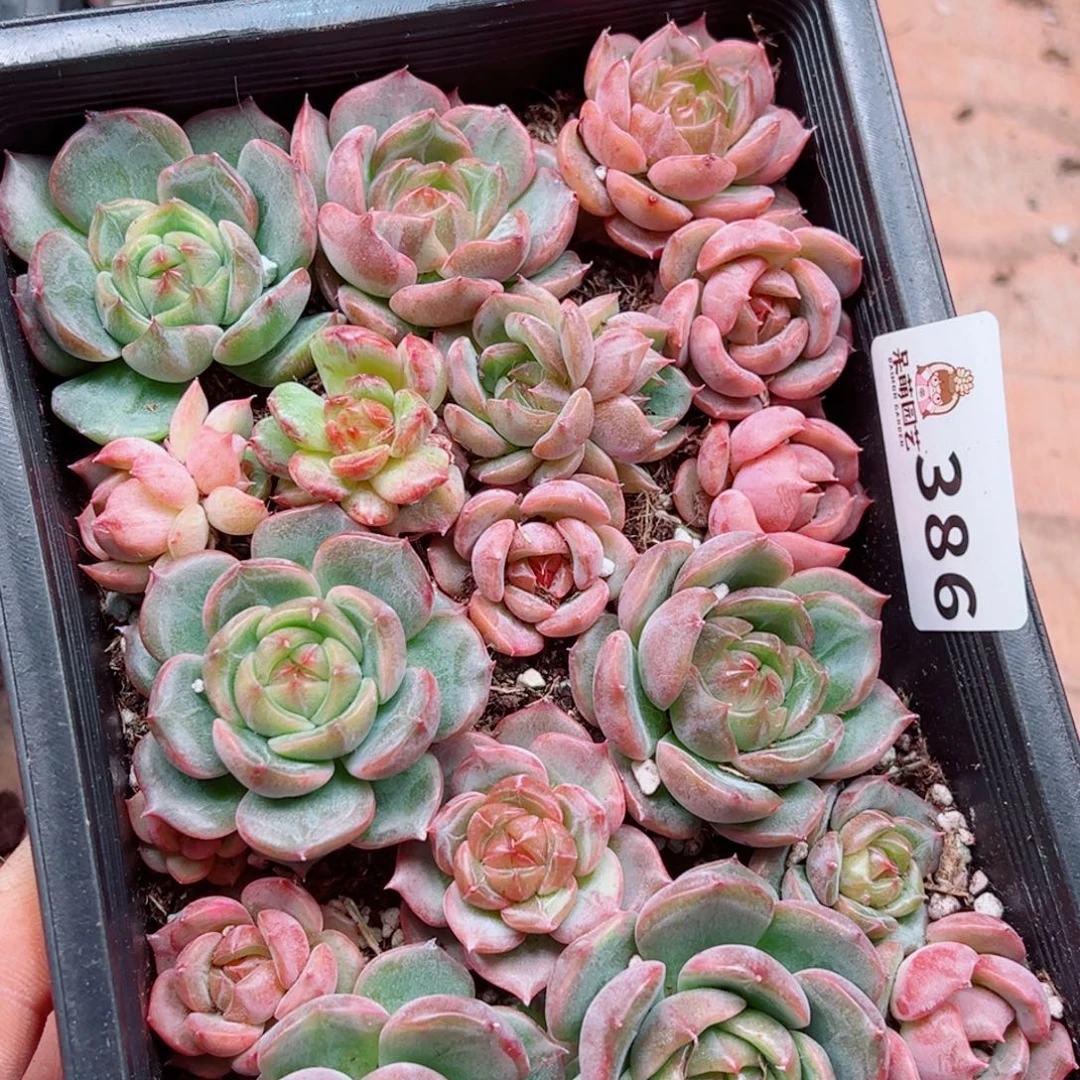 蜜***兔多肉植物多肉植物