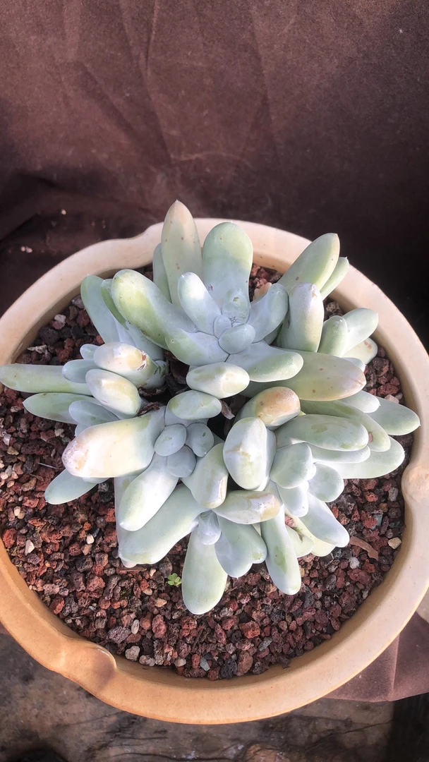 多肉植物拇指老桩朵朵手捧花精控