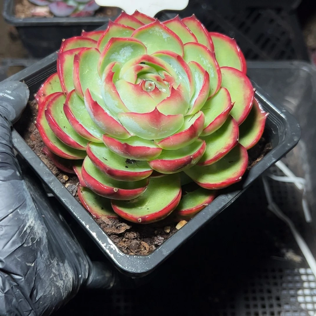 *****惊鸿仙子一物一拍2643号