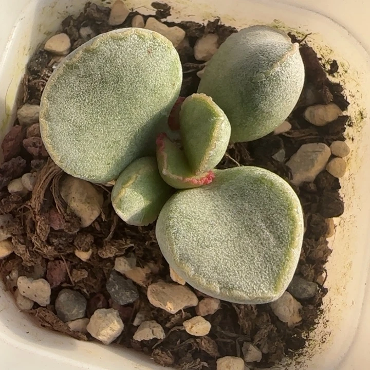 •***糖墩儿水泡多肉植物