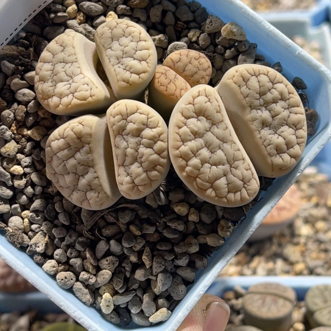 4029群生4头荒玉1