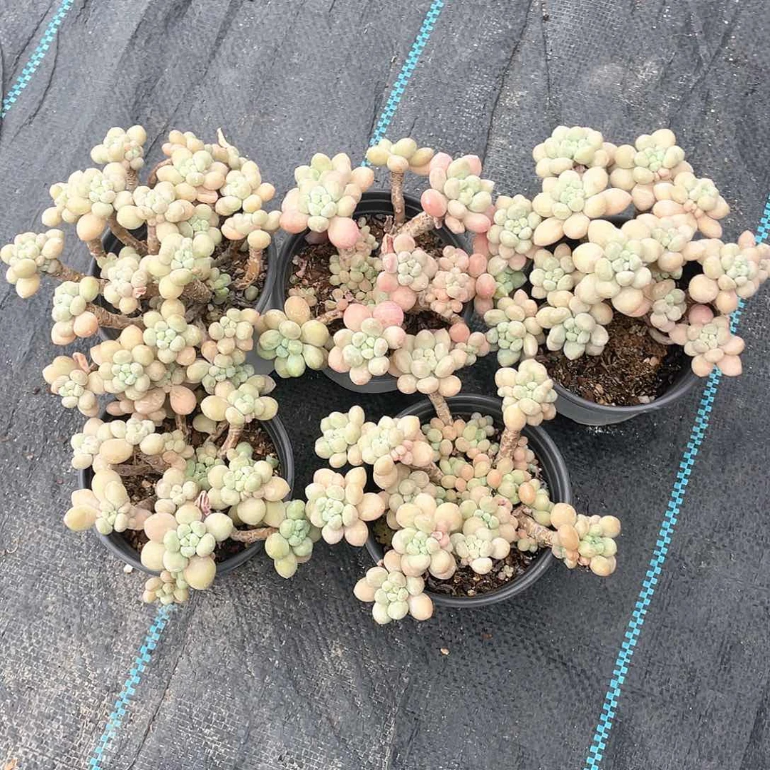 鱼子酱福利带盆发货