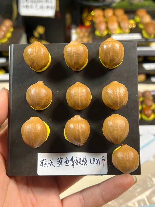 【蒜头鲨鱼背铁核】橄榄核手串手持展示为样品与实物有细微差别