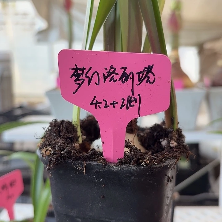 无花朵洛丽塔朱顶红4.2加2侧