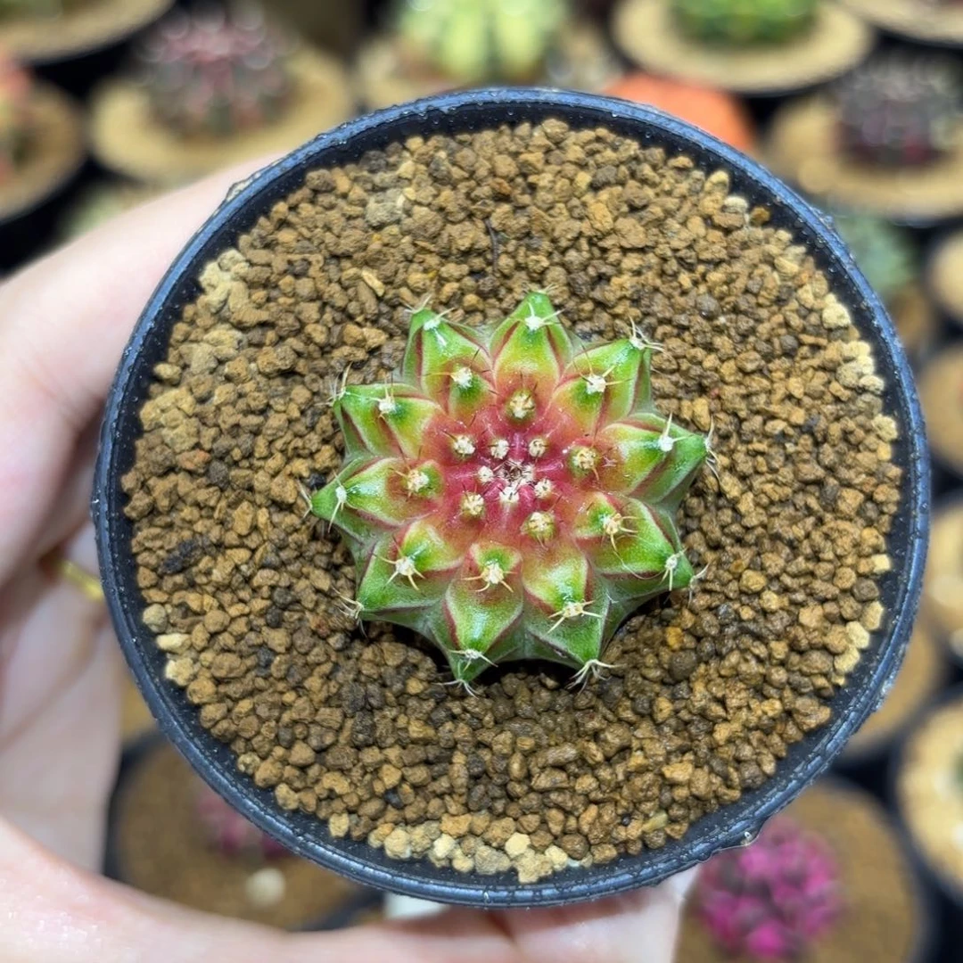 3.5cm泰系实生小轮回