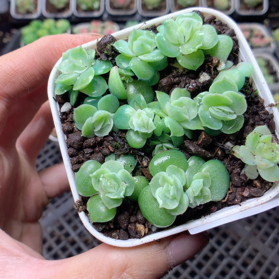 无花朵F50yyyyyyy