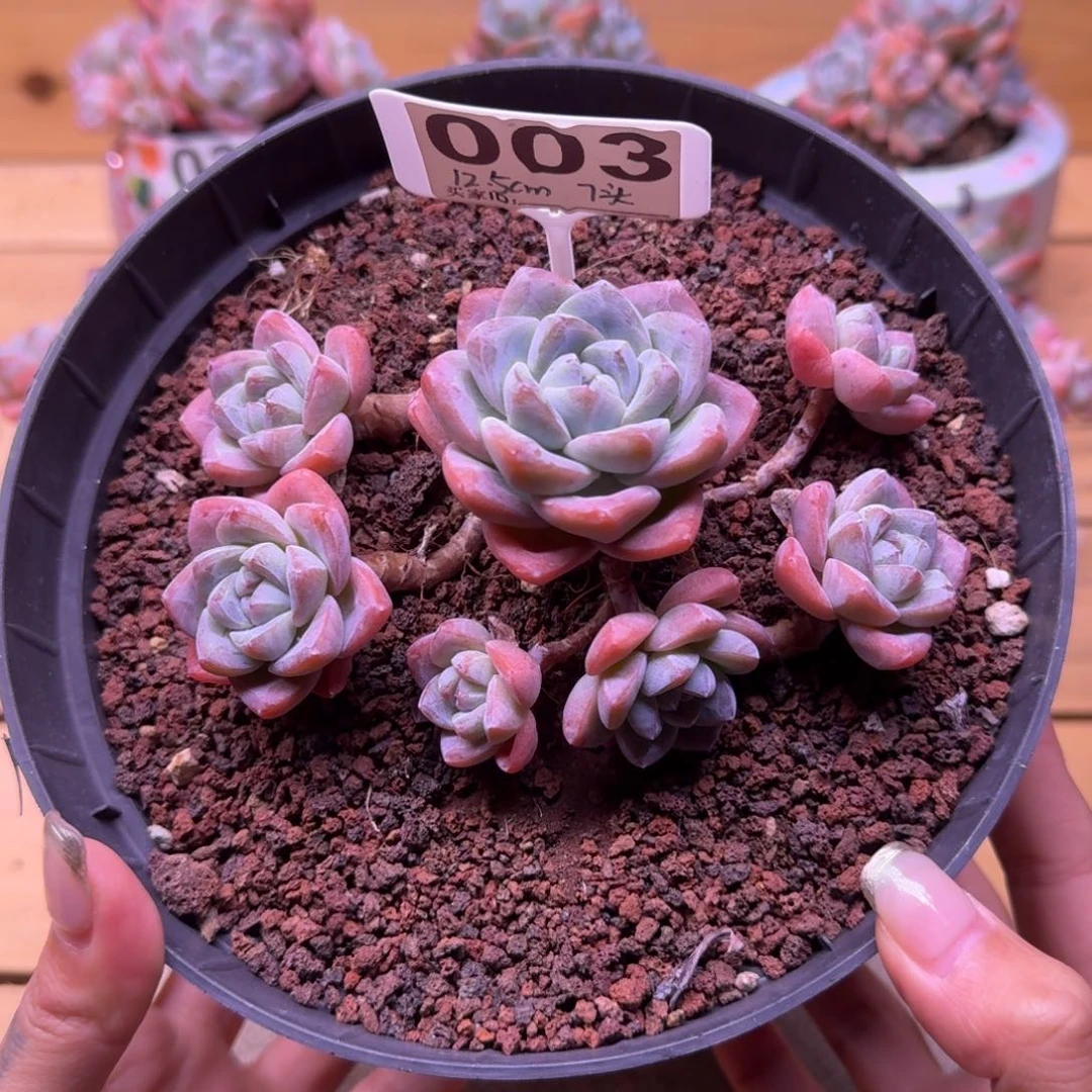 003号冰玉老桩群生7头12.5cm