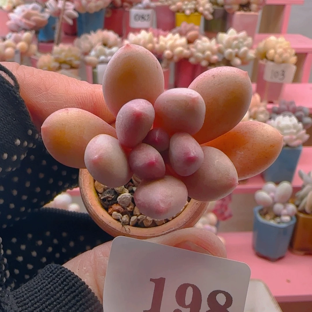 红宝石198 ，带盆土发货，满38包邮非偏远。