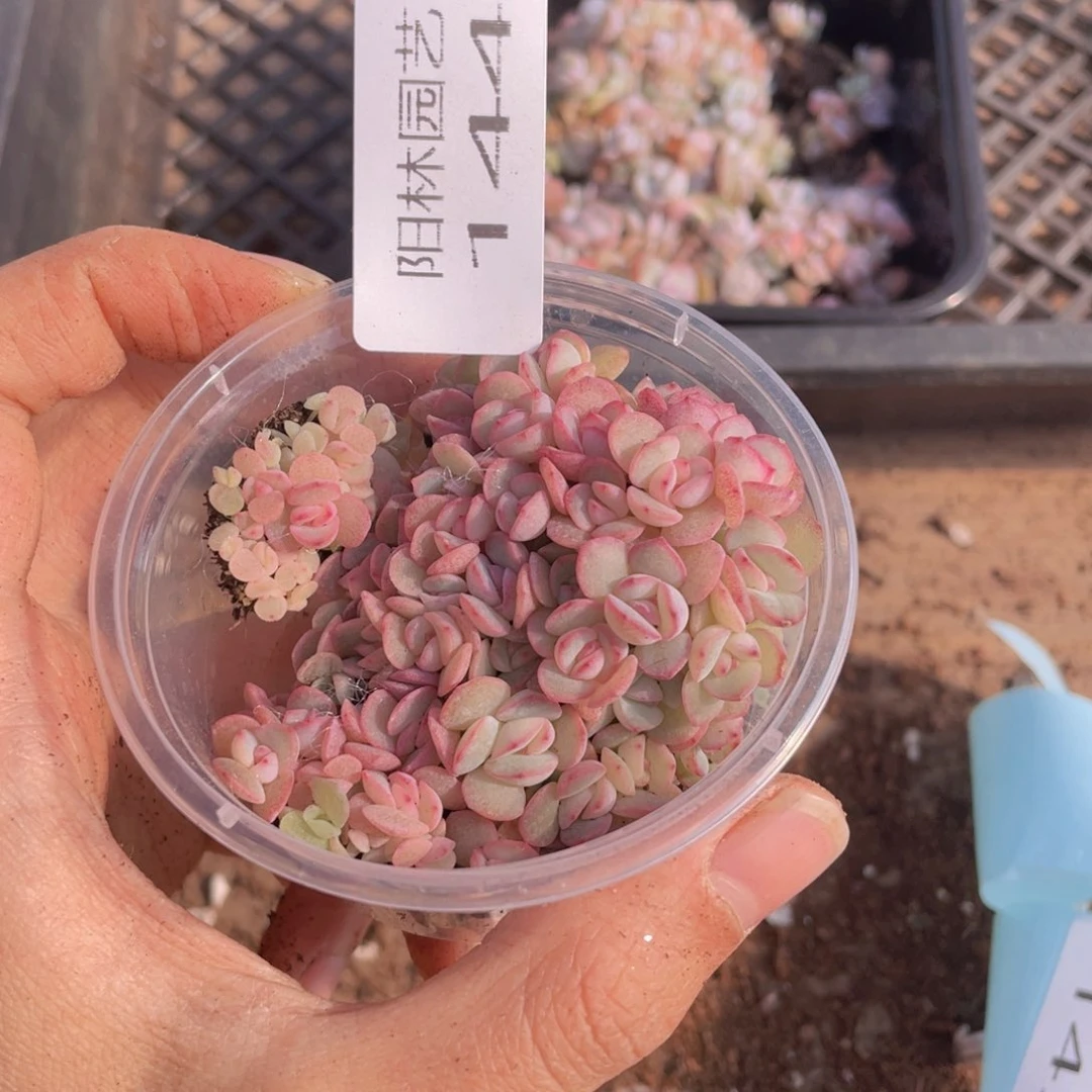 多肉植物多肉植物144