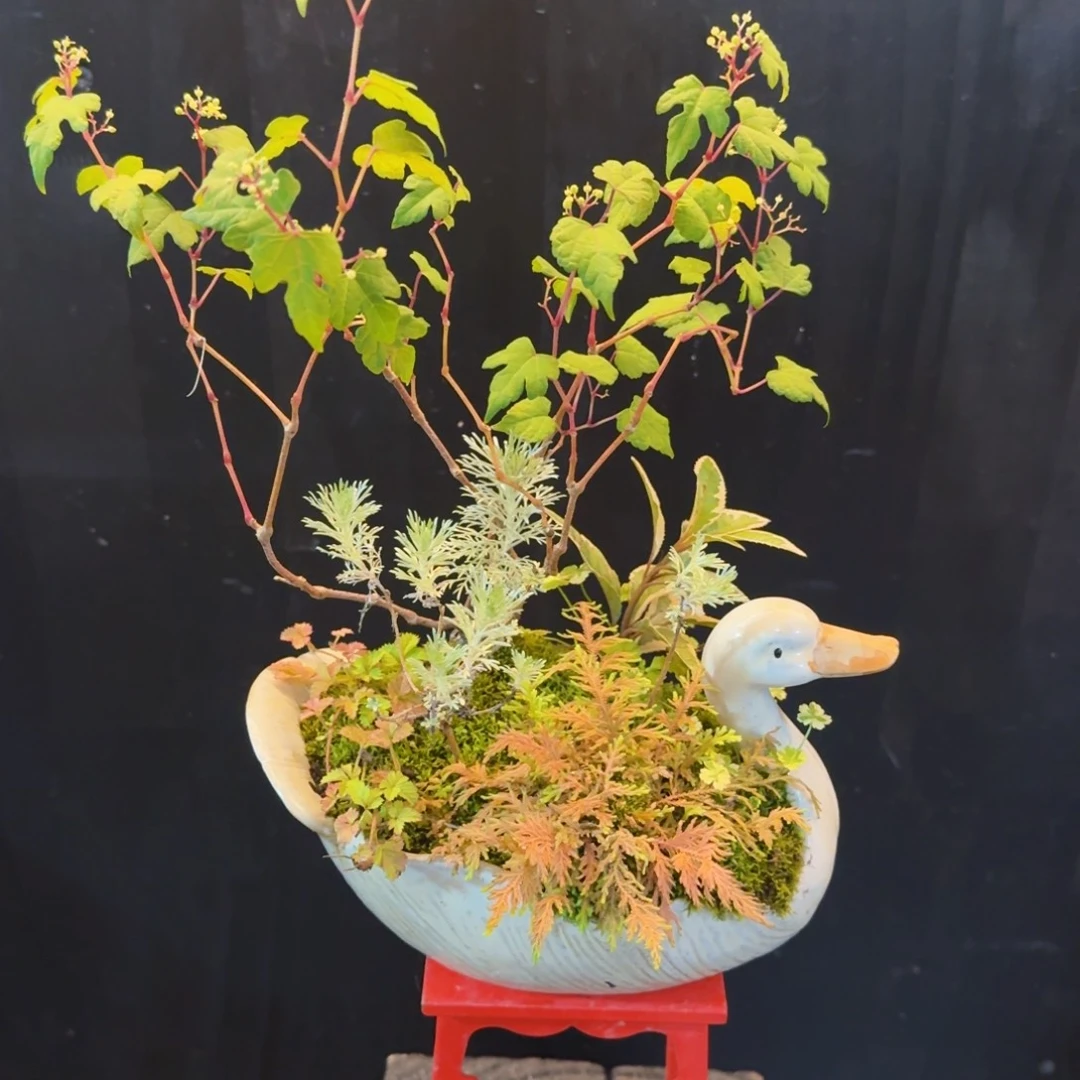 ****当无花朵山野草手作盆