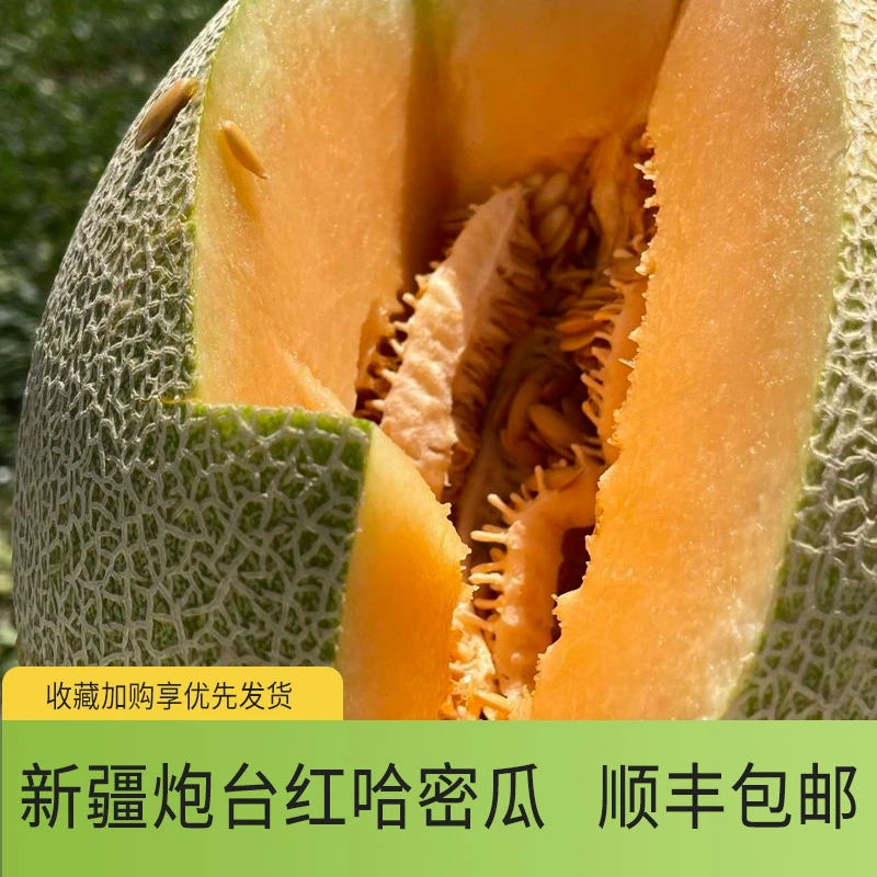 【疆内专用】炮台红甜瓜西州蜜新疆哈密瓜爆甜多汁新鲜直发现摘现发
