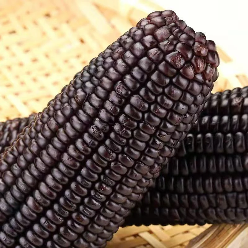 试吃2支东北新鲜真空黑玉米黏糯玉米280-350克12支整箱7斤