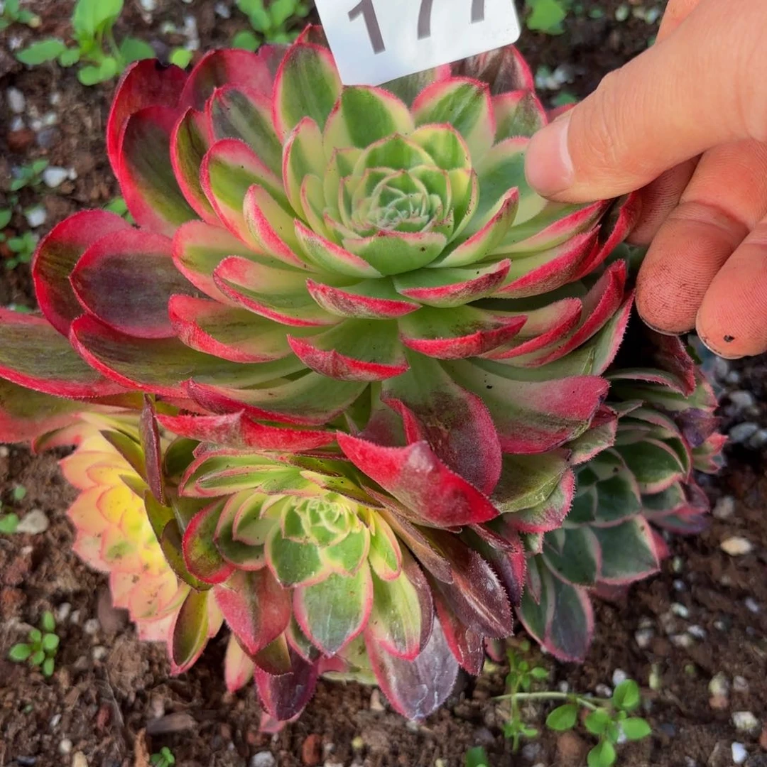 177多肉植物海鲜
