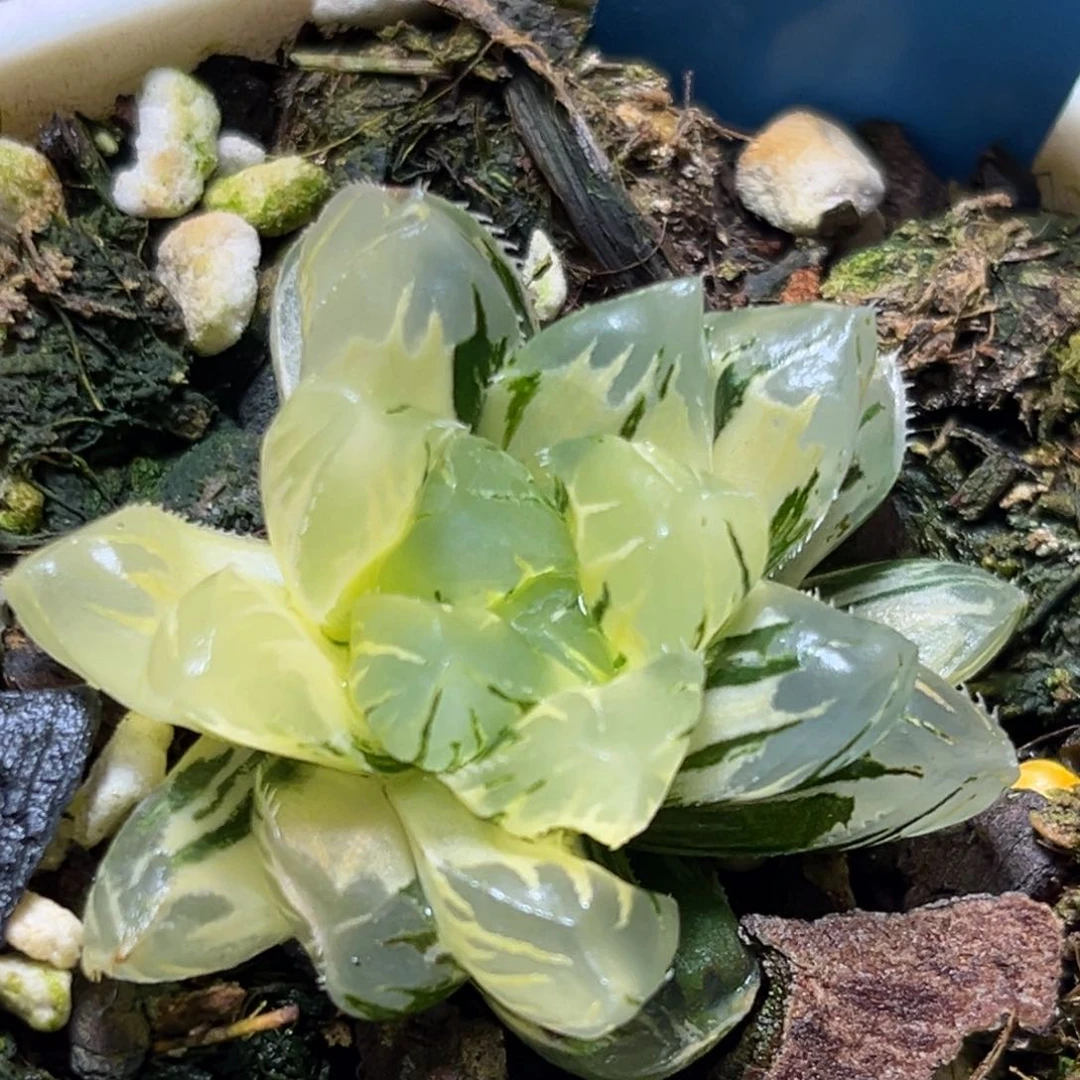 恭喜发财大吉大利0325