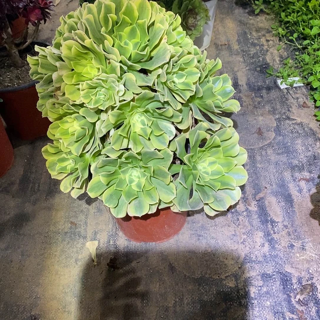 绿豆沙多肉植物精华