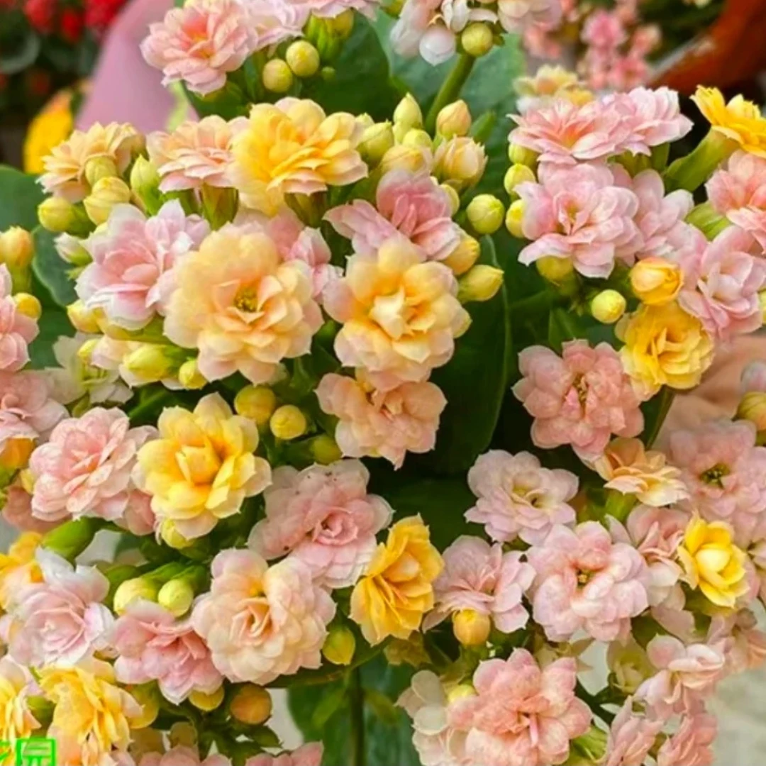 【柠檬水果糖】重瓣复色长寿花带花苞