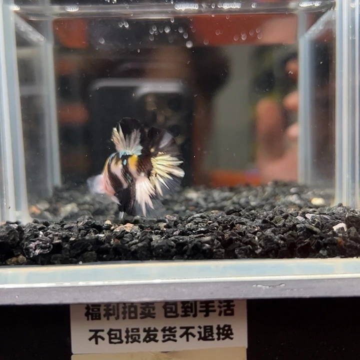 斗鱼竞拍跑单拉黑27日47
