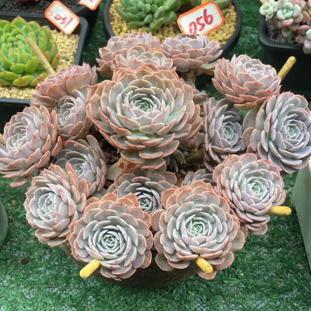 天赐一物一拍满28包邮非偏远
