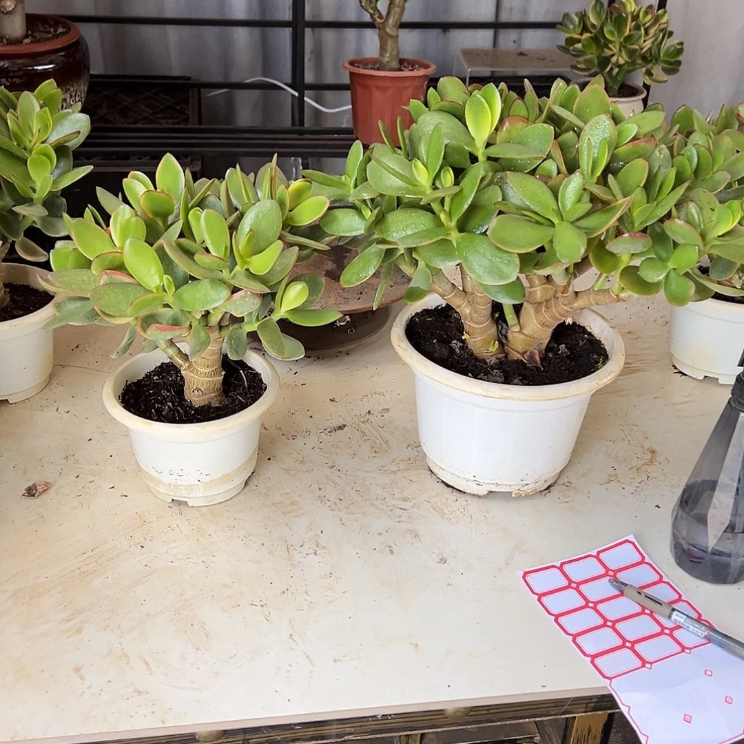 玉树两颗一物一拍