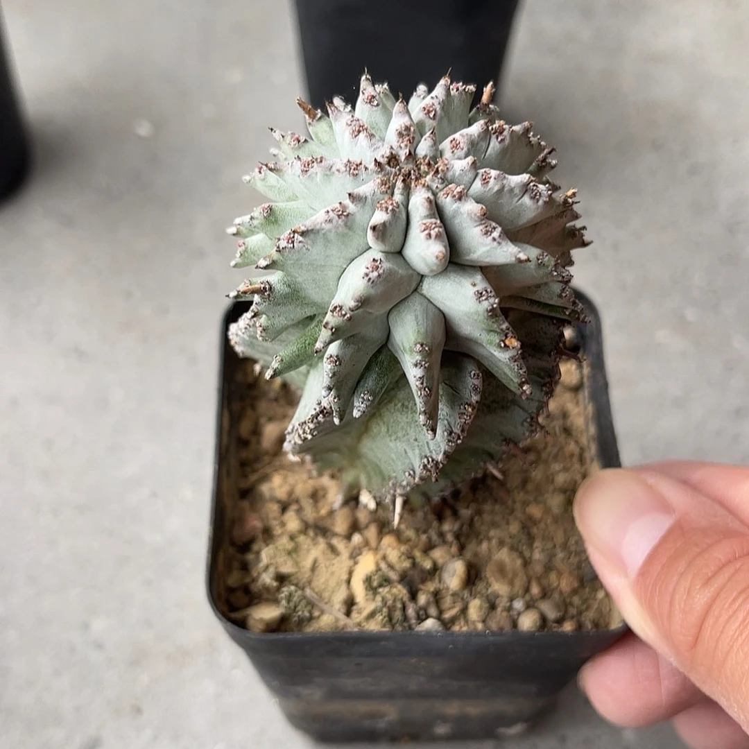 日系白肌角尤魁伟玉