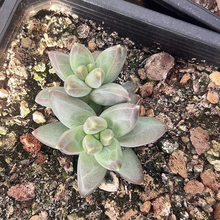 美人双头一物一拍特价