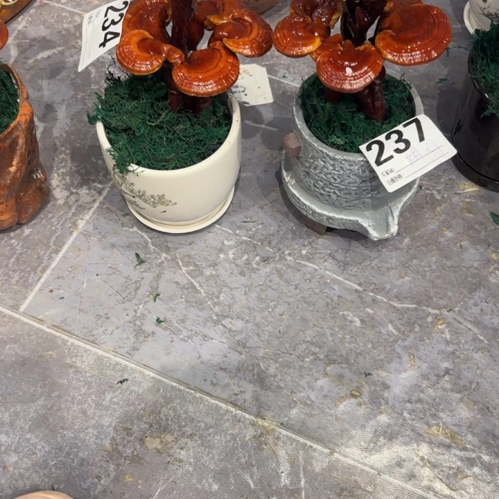 一***虹灵芝8888888888888888