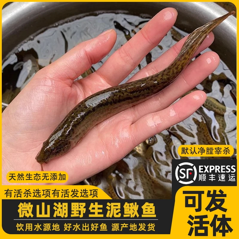 纯生态土泥鳅新鲜活鱼可宰杀可发活体泥鳅鱼黄鳅青鳅板鳅顺丰发货