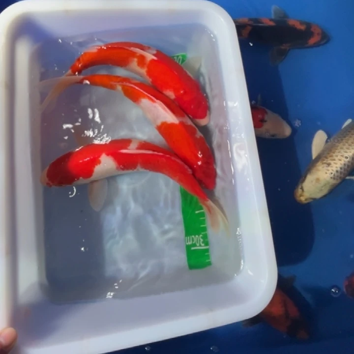 锦鲤锦鲤红白三色