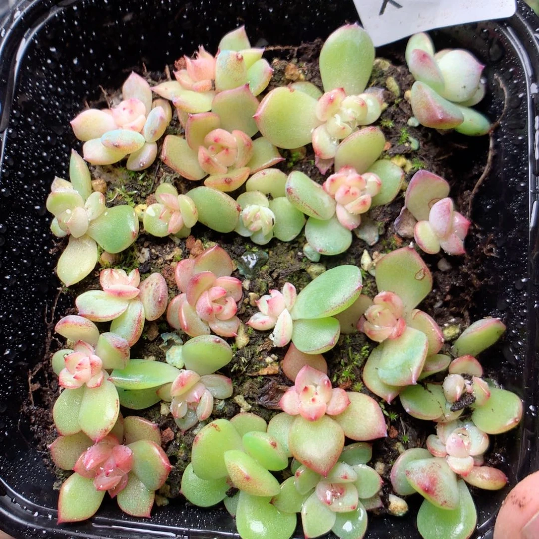 无花朵x70钻石yyyyyy