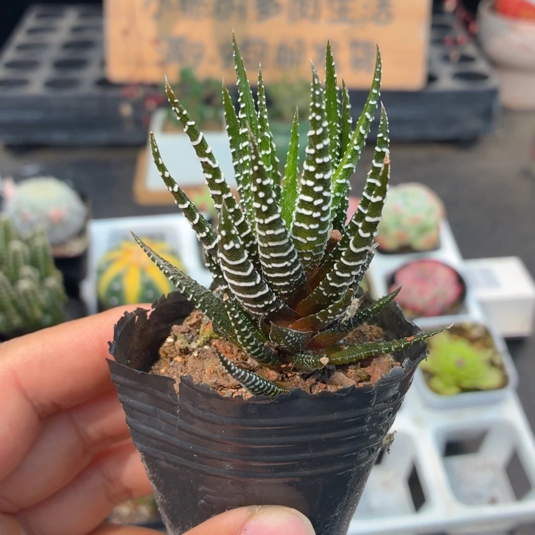 条纹12卷多肉9.9包邮发货