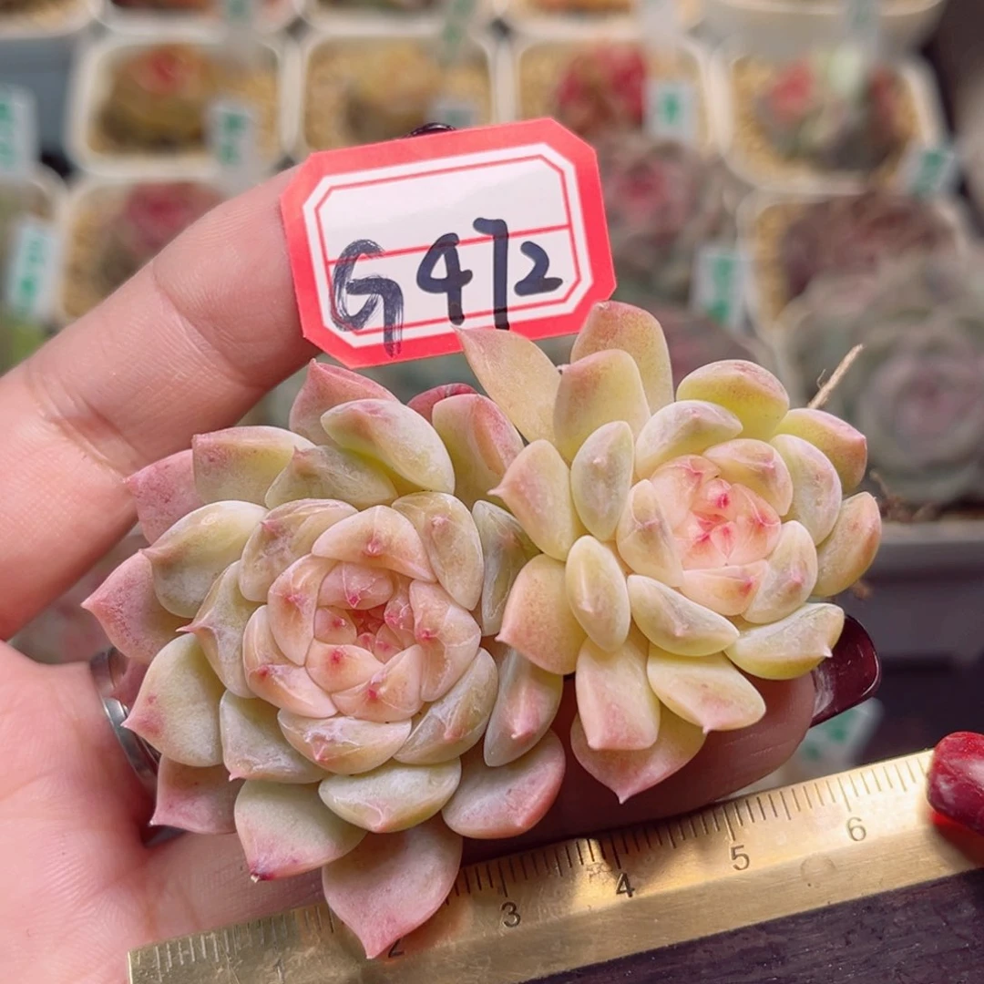 G472一物一拍 偏橙体冰魄