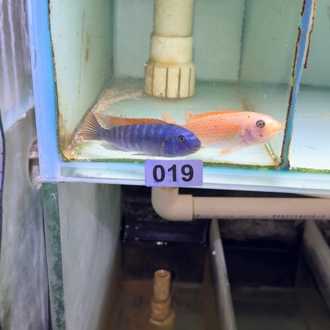 海水19号松比西20号松比西母