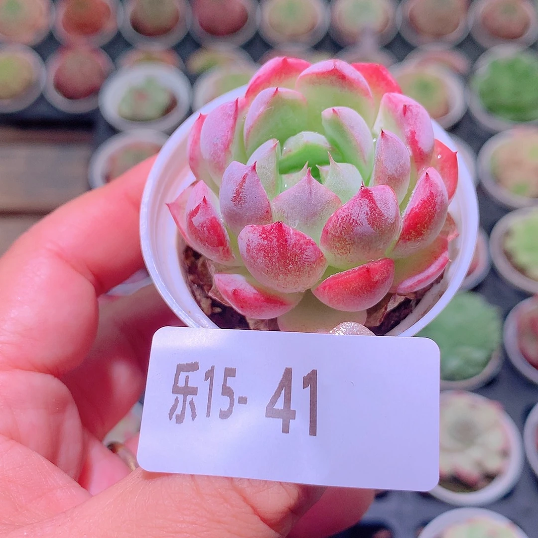 乐然15-41 新品单头