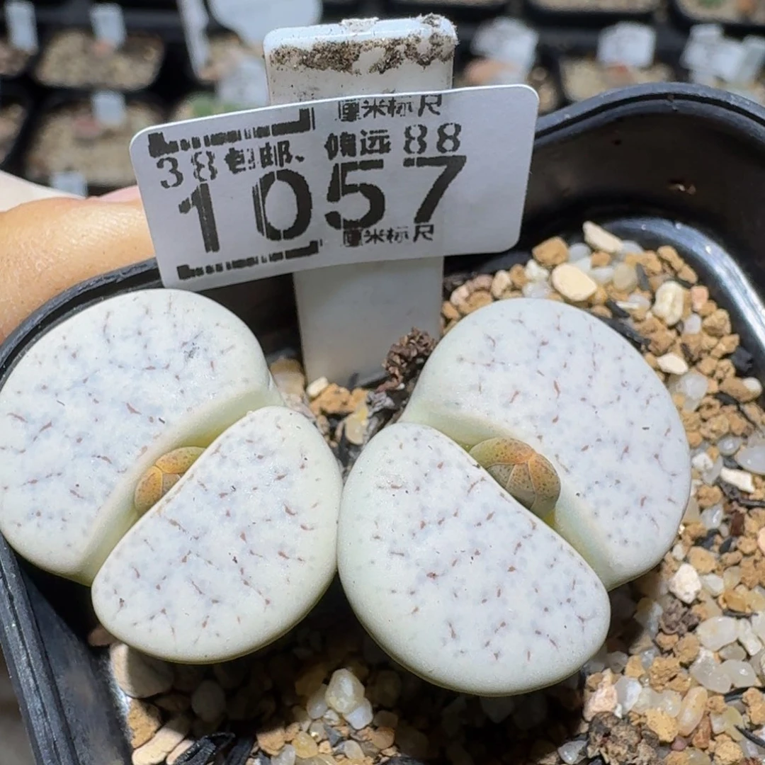zzzzz精品生石花1057
