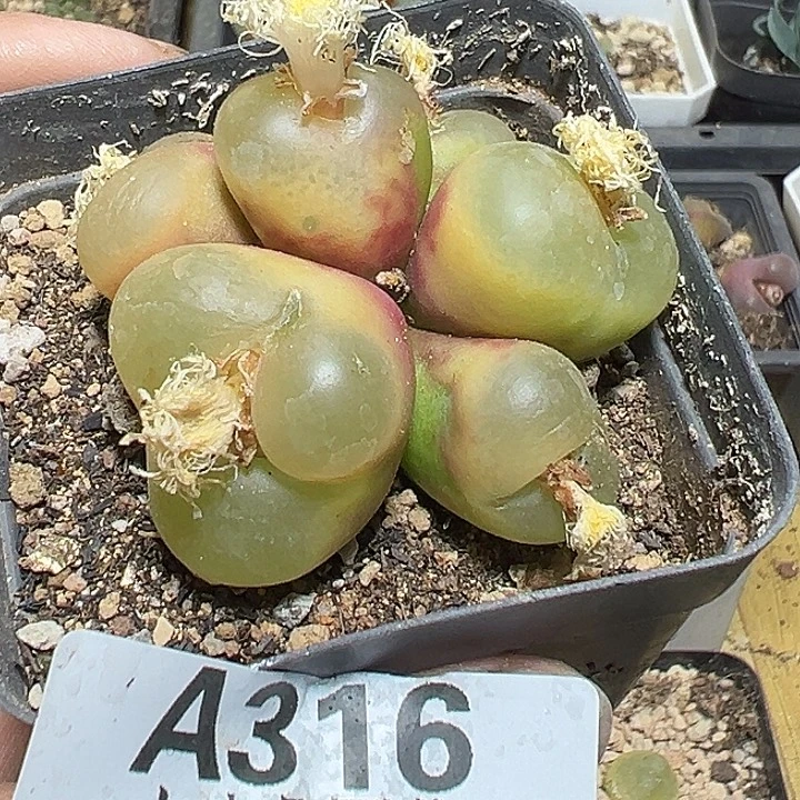 米***糯316号毛汗尼zzyyyxyxxyx