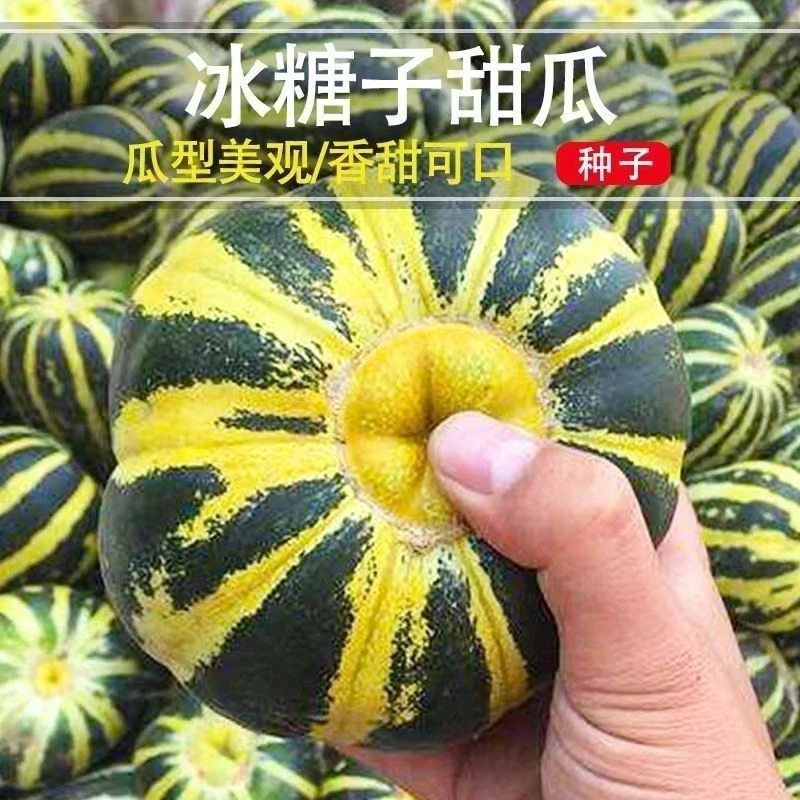 【店铺热销】冰糖子甜瓜种子正品香瓜种子春秋种植高产酥脆羊