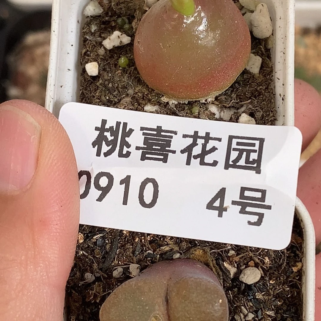 0910-4-开播福利。