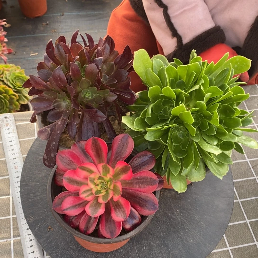 红陶梅花坡地，绿玫瑰，美杜莎一组