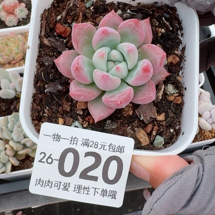 蛋吉多肉无盆土发货无