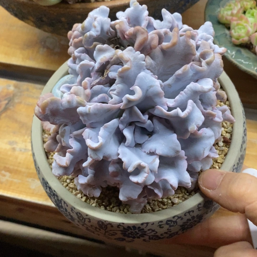 精品多肉一物拍不包整278
