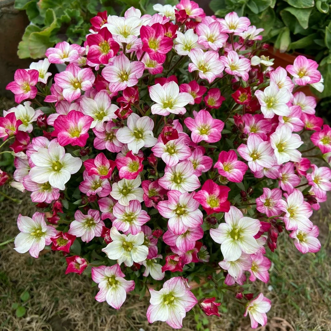 高山虎耳草庭院阳台盆栽高耐寒耐阴多年生花卉