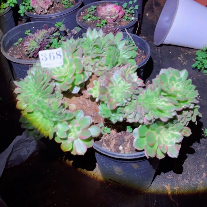 368海王缀化多肉植物满28包邮