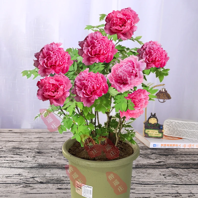 牡丹花苗 耐寒多分枝盆栽大苗洛阳带芽孢芍药花种重瓣花卉牡丹花