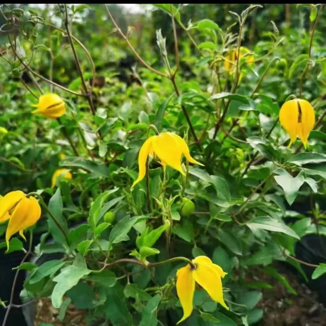 小柠檬  唐古特系  3类重剪 铁线莲 爬藤藤本花卉（5到11月花期）