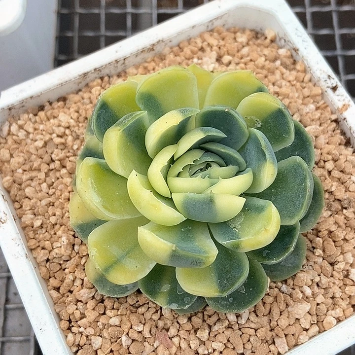 贝瑞黄锦多肉植物