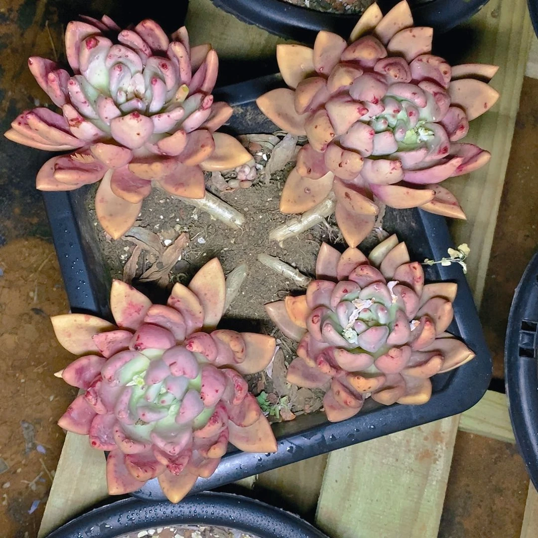 多肉植物一物已拍桃花源